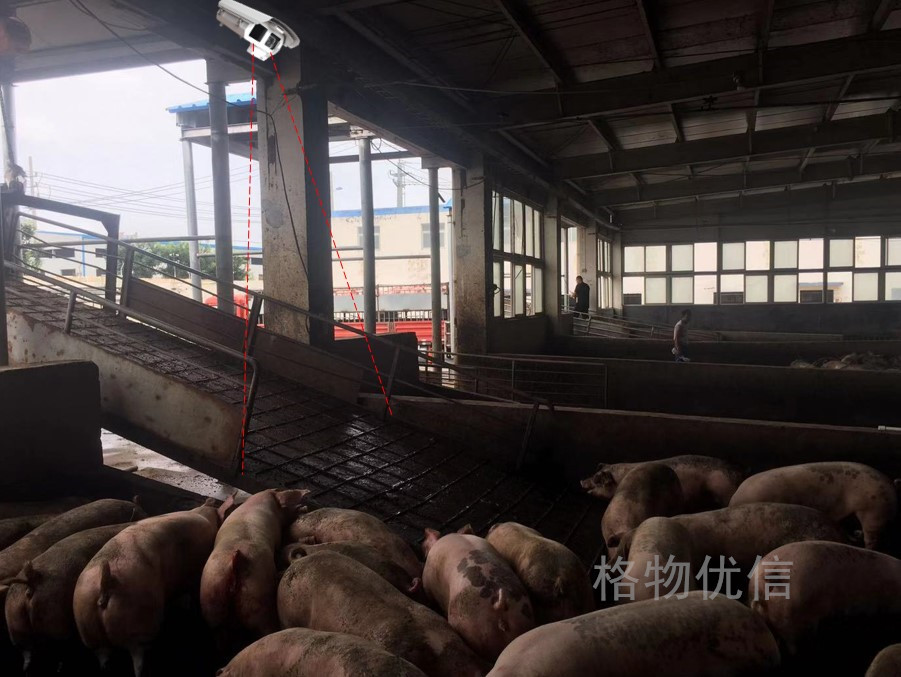 pig farm thermal camera