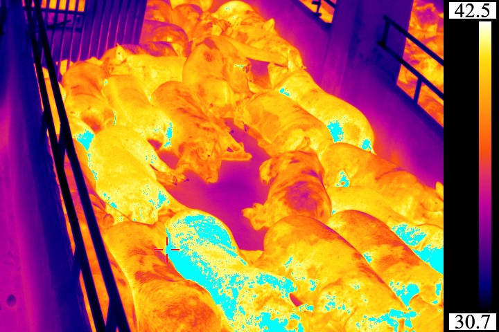 thermal images of pig temperature
